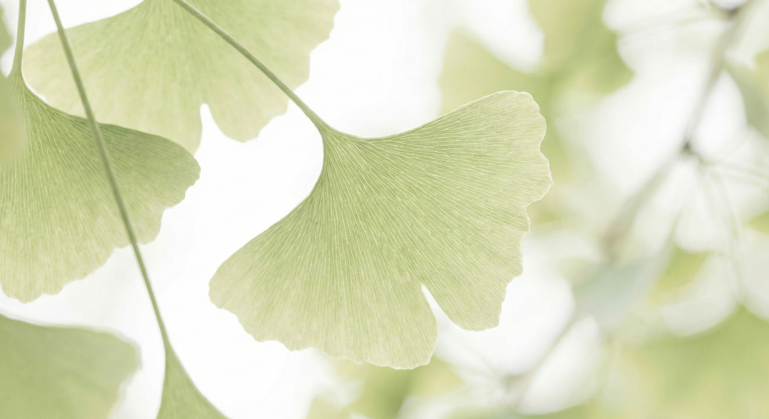 Ginkgo-Biloba-Extrakt